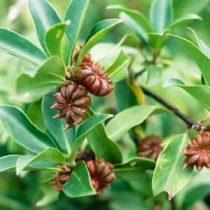 Anise