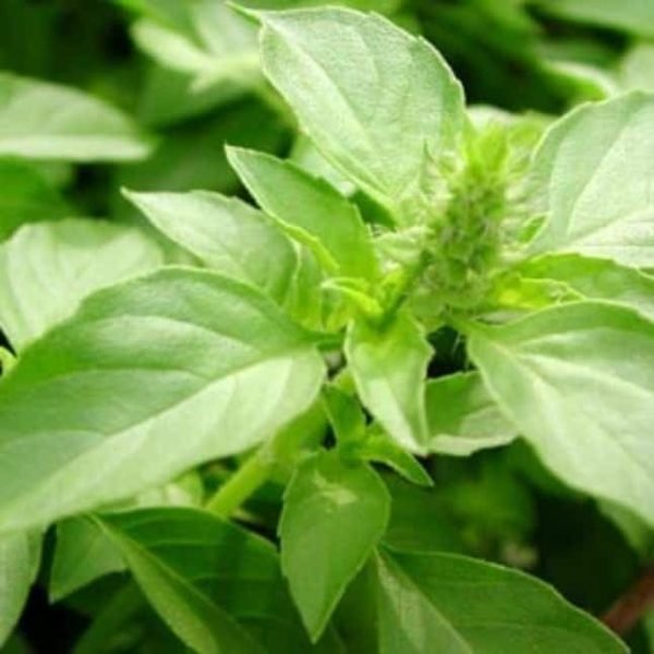 Basil, Holy