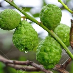 Bergamot