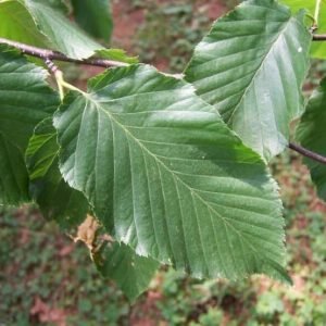 Birch, Sweet