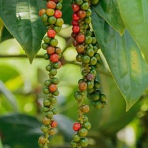 Black Pepper