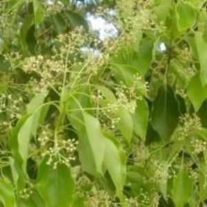 Camphor