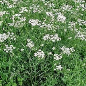 Caraway