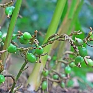 Cardamom