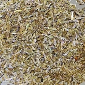 Carrot Seed