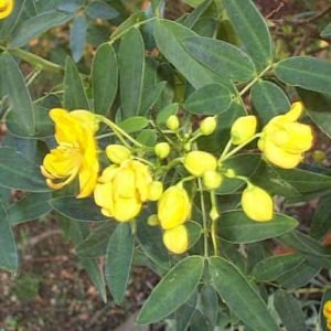 Cassia