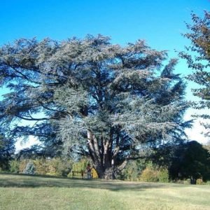 Cedar, Atlas