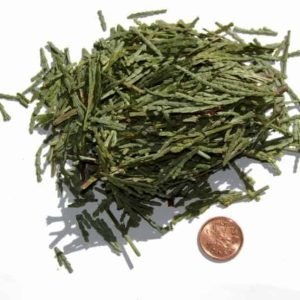 Cedar Leaf
