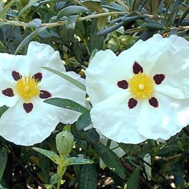 Cistus (Rock Rose)