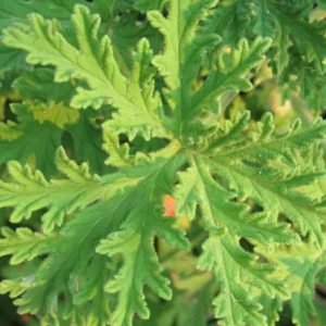 Citronella