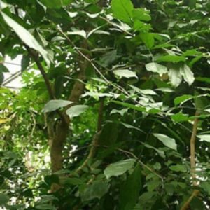 Copaiba Balsam