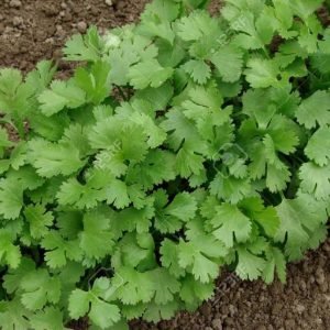 Coriander