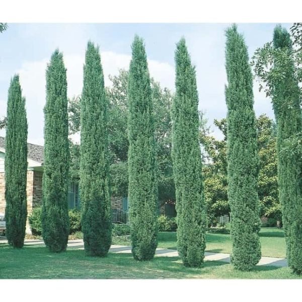 Cypress