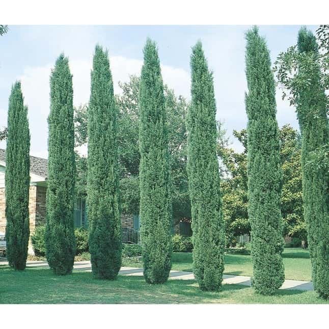 Cypress