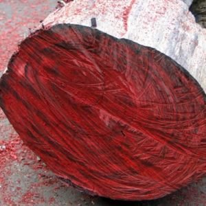 Desert Rosewood