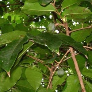 Elemi