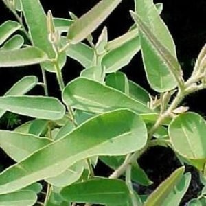Eucalyptus Citradora