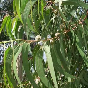 Eucalyptus Globulus