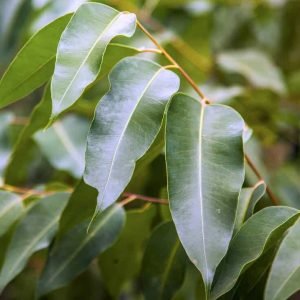 Eucalyptus Radiata
