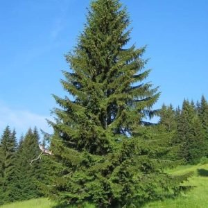 Fir Siberian