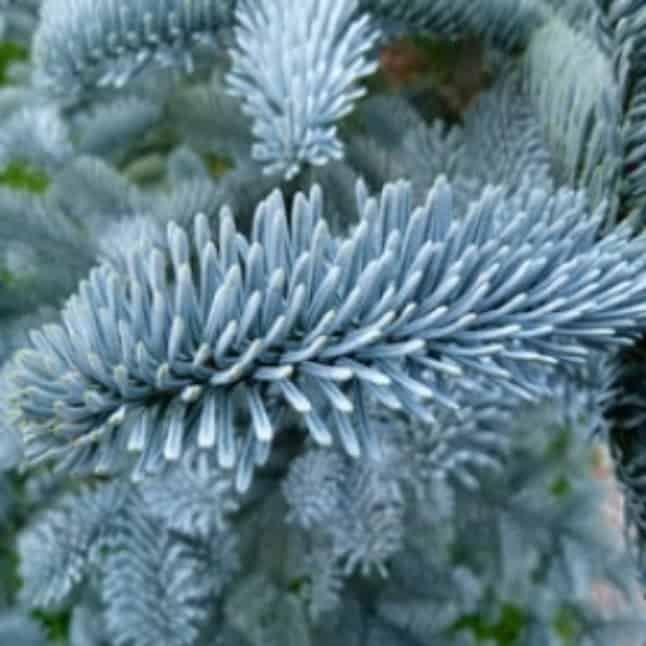 Fir Silver