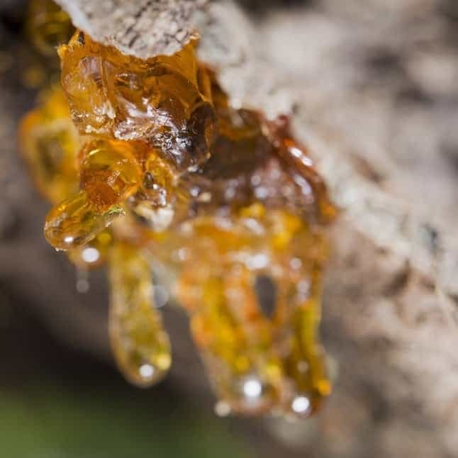 Frankincense