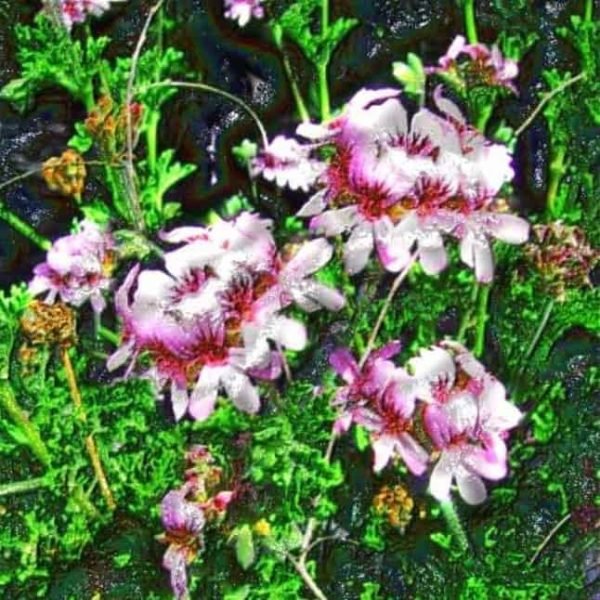 Geranium Rose
