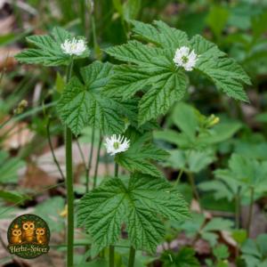 Goldenseal Leaf