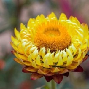 Helichrysum 5% Dilution