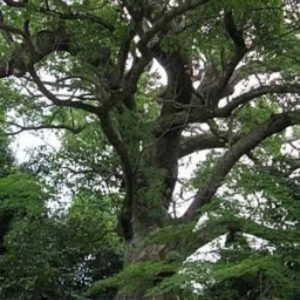 Ho Wood