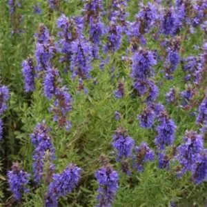 Hyssop Cineol