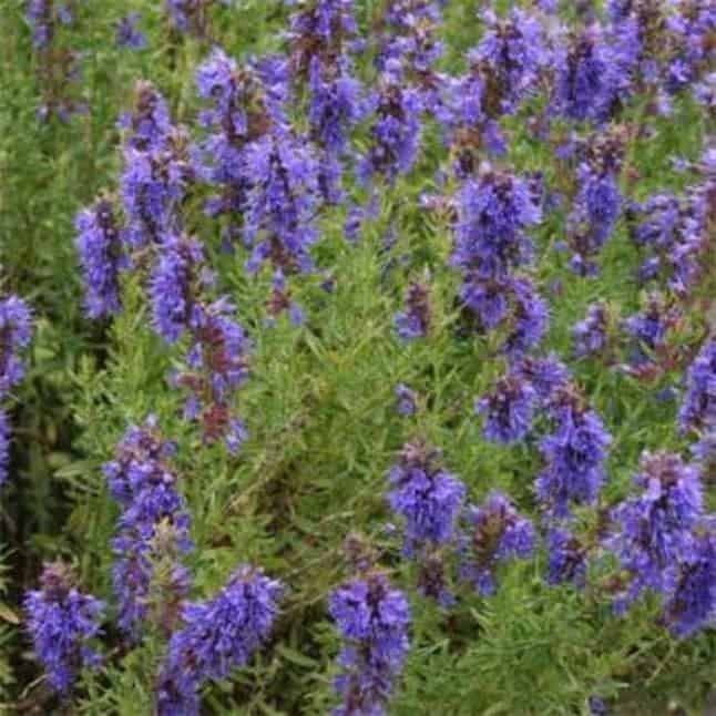 Hyssop Cineol