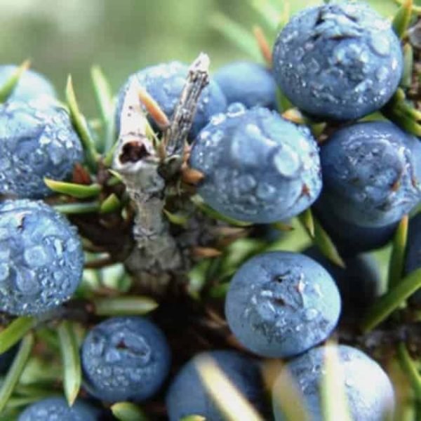 Juniper Berry