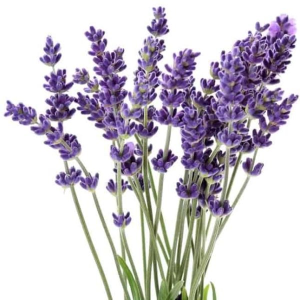 Lavender Extra