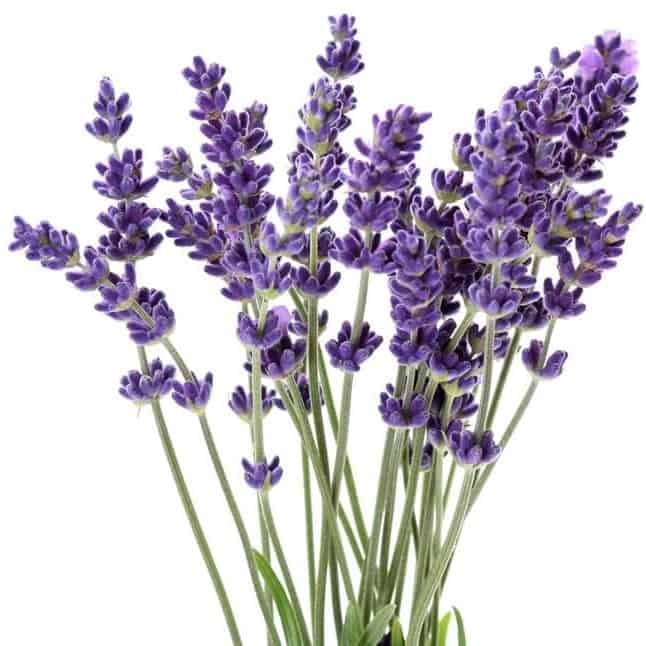 Lavender Extra
