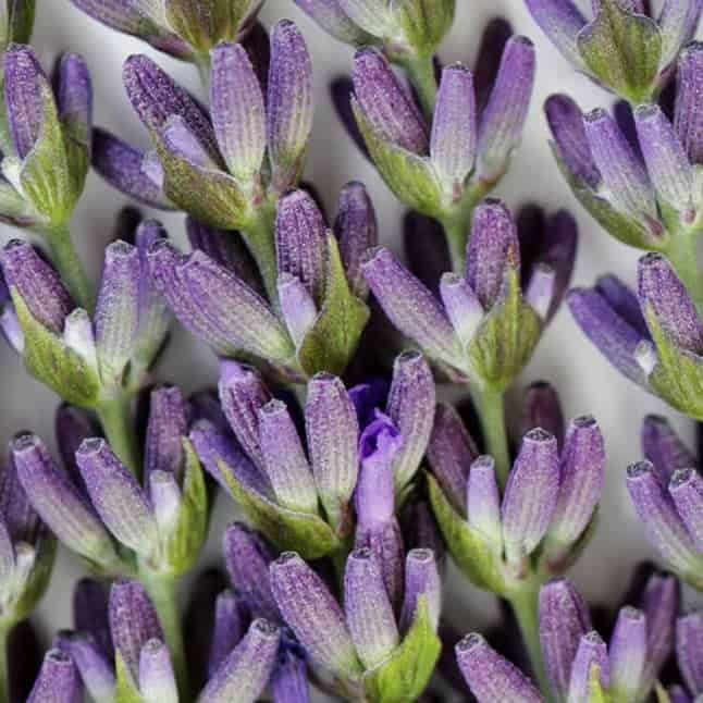 Lavender Maillette