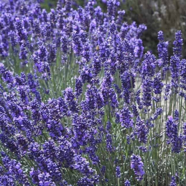 Lavender Spike