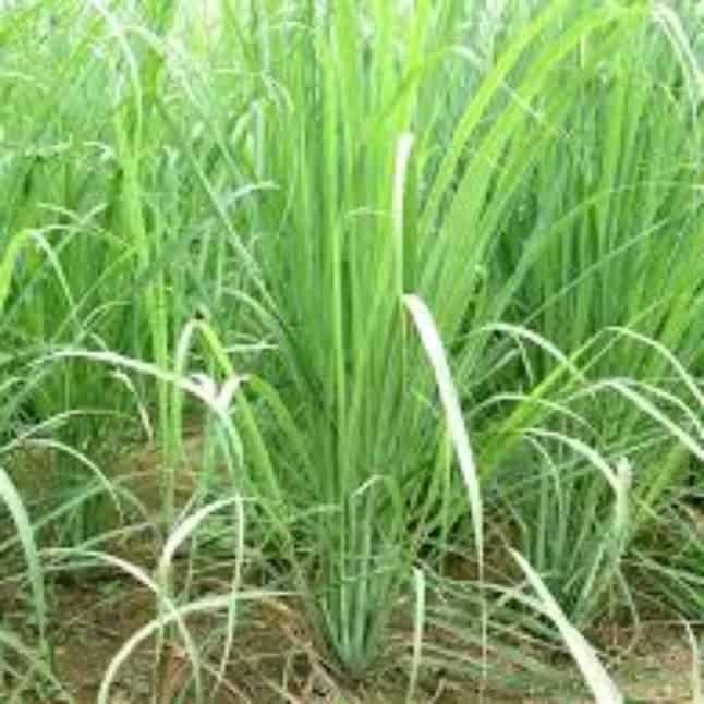 Lemongrass