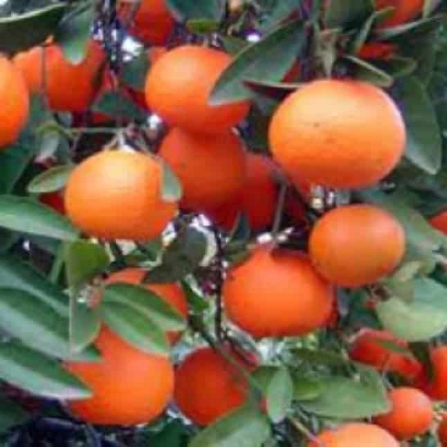 Mandarine-Red