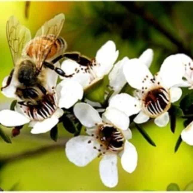 Manuka