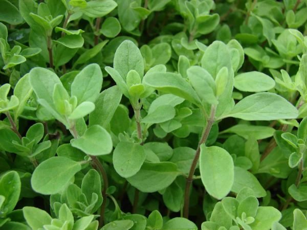 Marjoram Sweet