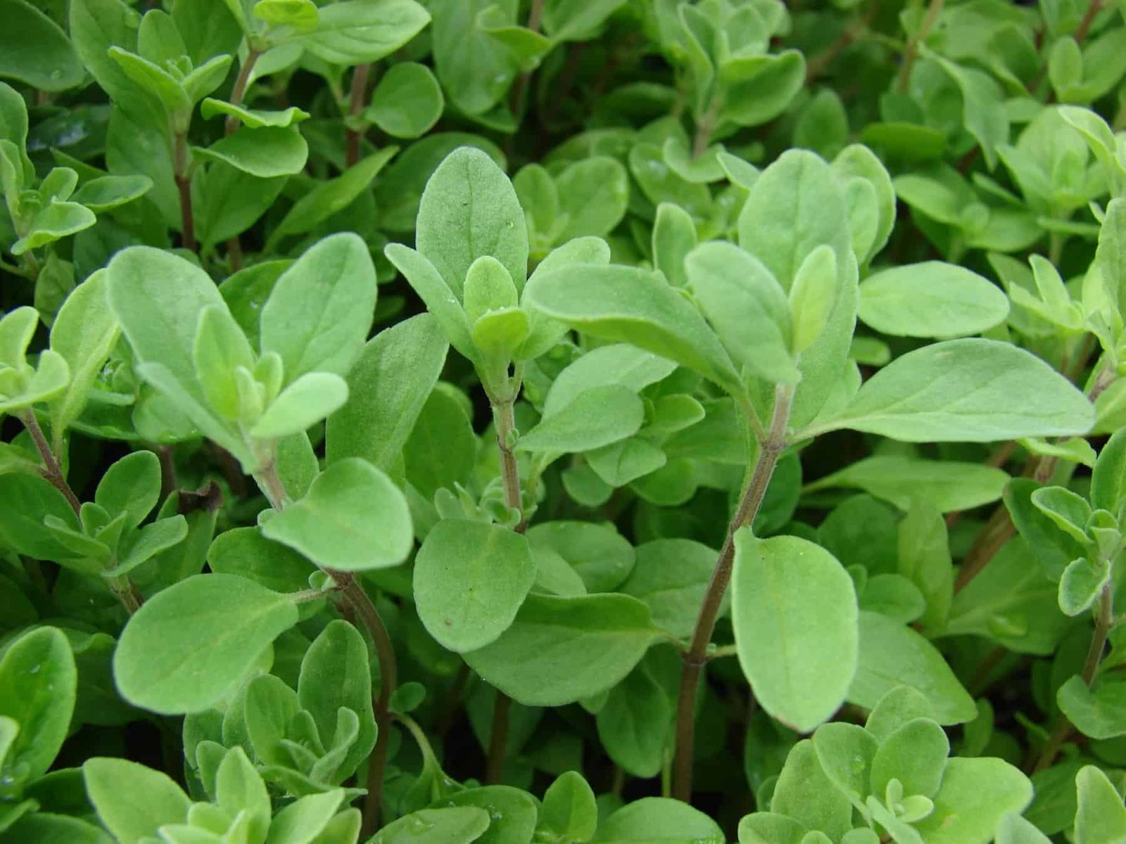 Marjoram Sweet