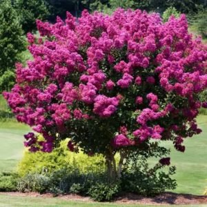 Myrtle