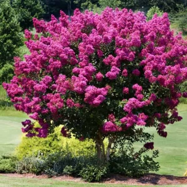 Myrtle