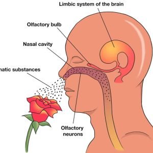 Nasal Diffuser