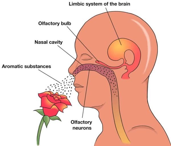 Nasal Diffuser