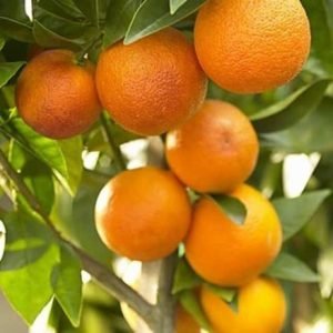 Orange (Sweet)