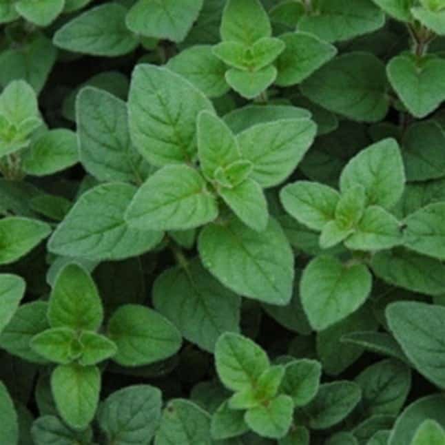 Oregano