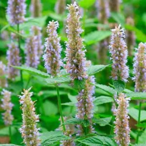 Patchouli