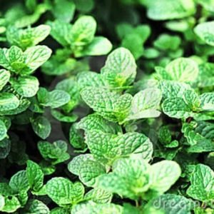 Peppermint